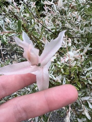 Salix integra albovariegata