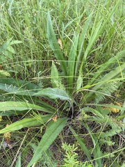 Pulmonaria angustifolia