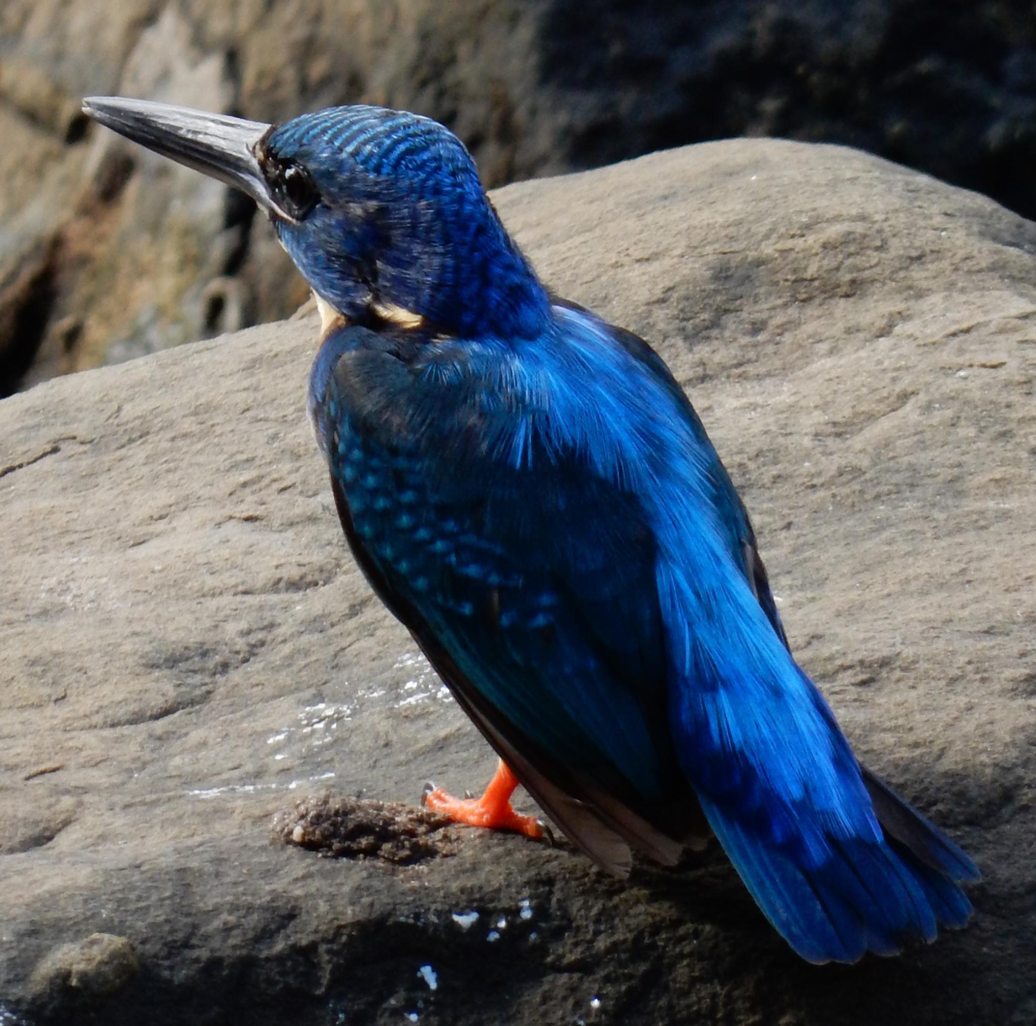 Half-collared Kingfisher illustration
