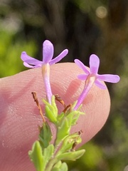Chaenostoma subspicatum