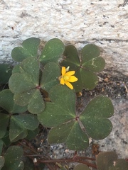 Oxalis corniculata