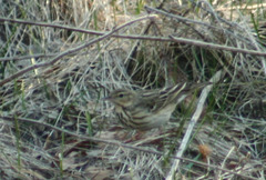 Anthus trivialis