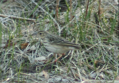 Anthus trivialis