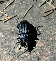 Carabus exaratus