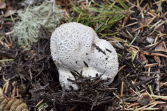 Lycoperdon subcretaceum