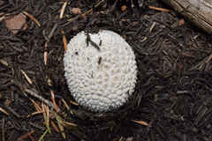 Lycoperdon subcretaceum