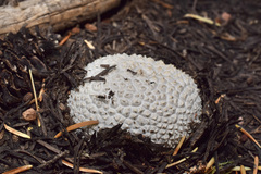 Lycoperdon subcretaceum