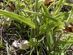 Epipactis veratrifolia