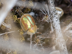 Cassida subreticulata