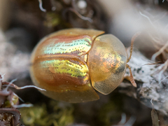 Cassida subreticulata