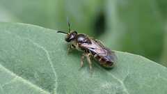 Lasioglossum