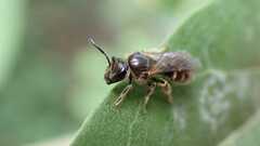 Lasioglossum