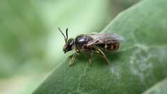 Lasioglossum