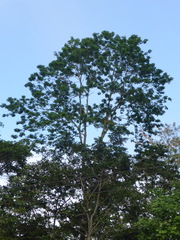 Erythrina poeppigiana