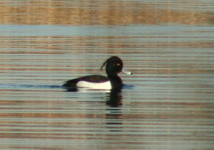 Aythya fuligula