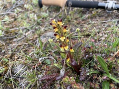 Pedicularis flammea