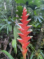 Tillandsia heliconioides