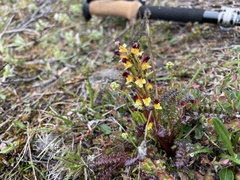 Pedicularis flammea