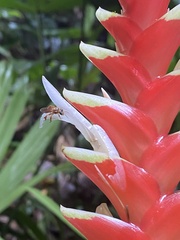 Tillandsia heliconioides