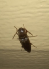 Diplostethus texanus