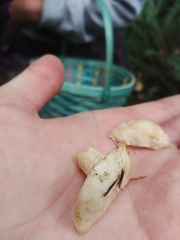 Russula crassotunicata