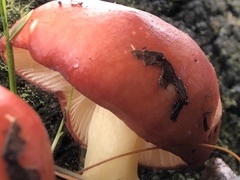 Russula persanguinea image