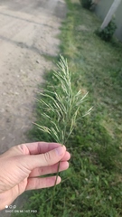 Bromus inermis