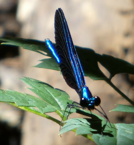 Ebony jewelwing