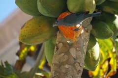 Thraupis sayaca
