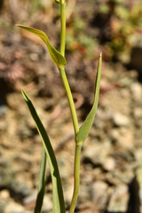Bupleurum ranunculoides ranunculoides