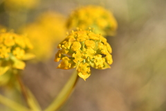 Bupleurum ranunculoides ranunculoides