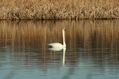 Cygnus olor