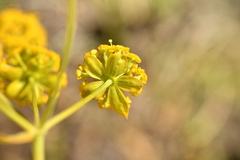 Bupleurum ranunculoides ranunculoides