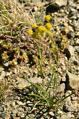 Bupleurum ranunculoides ranunculoides