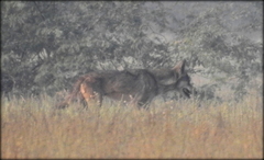 Canis lupus pallipes