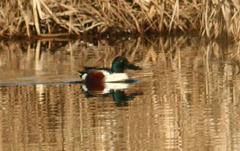 Spatula clypeata