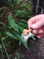 Lactarius luculentus