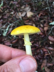 Amanita flavoconia image