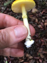 Amanita flavoconia image