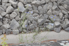 Campanula rotundifolia