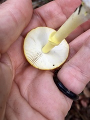 Amanita flavoconia image