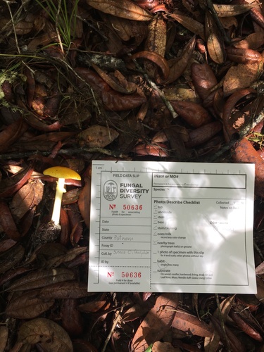 Amanita flavoconia image