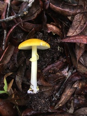 Amanita flavoconia image