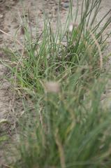 Allium schoenoprasum