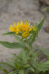 Pentanema britannica