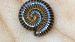 Orthoporus texicolens