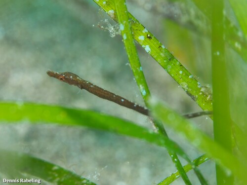Broadnosed Pipefish, Las Palmas, ES-CN, ES, photo 7 of 10