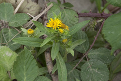 Pentanema britannica