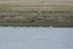 Chroicocephalus ridibundus