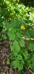 Chelidonium majus